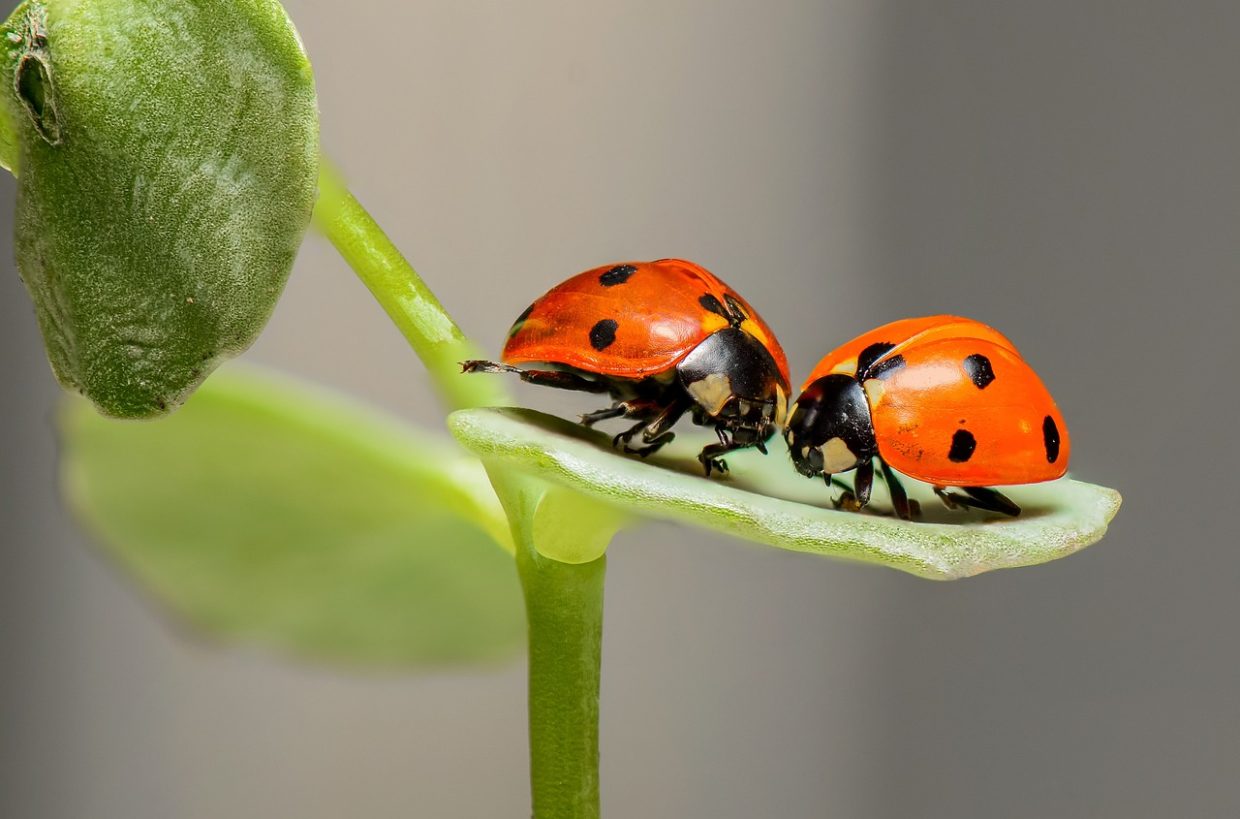 Macro Photography of Lady Bugs