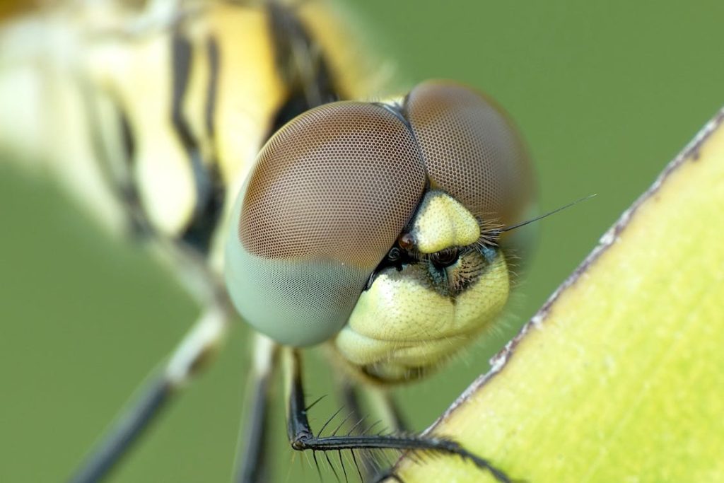 Macro Fotografía de Mosca