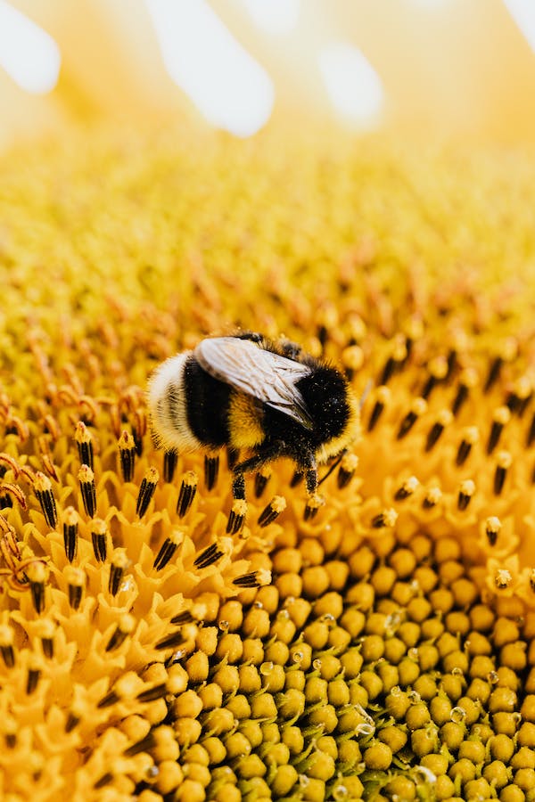 Macro Fotografía de Abeja
